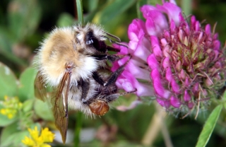 Ackerhummel auf Rotklee